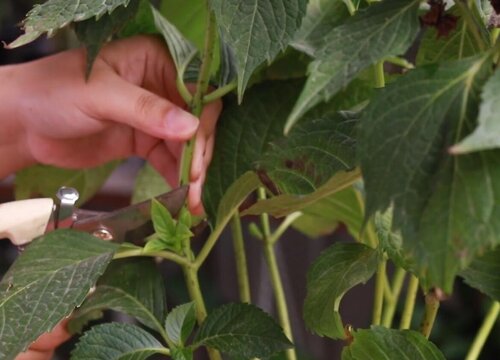 繡球花老黃葉是怎么回事