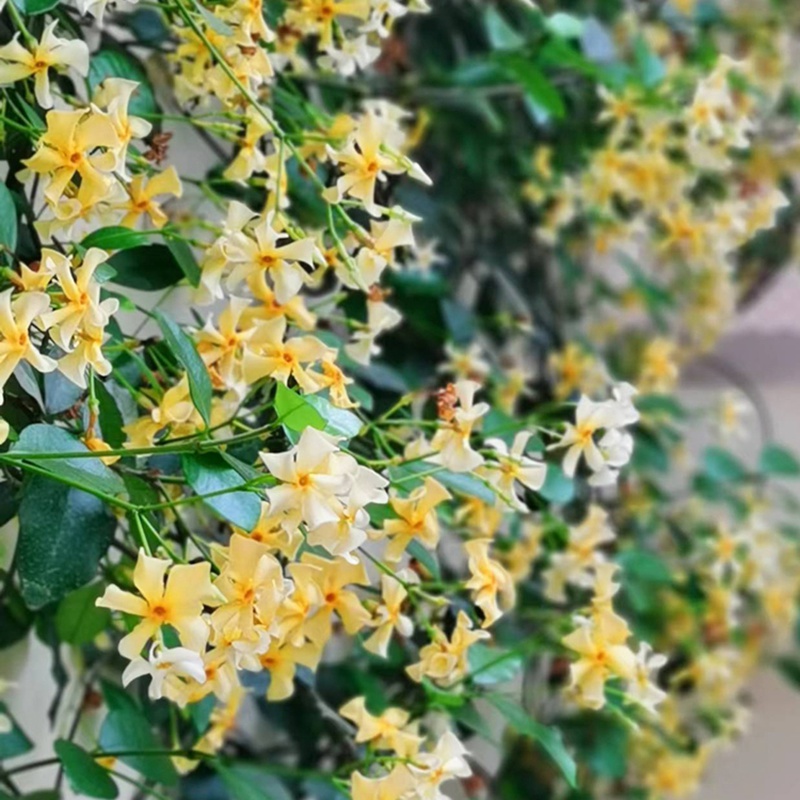 [黃色風車茉莉]黃色風車茉莉花期_批發(fā)價格