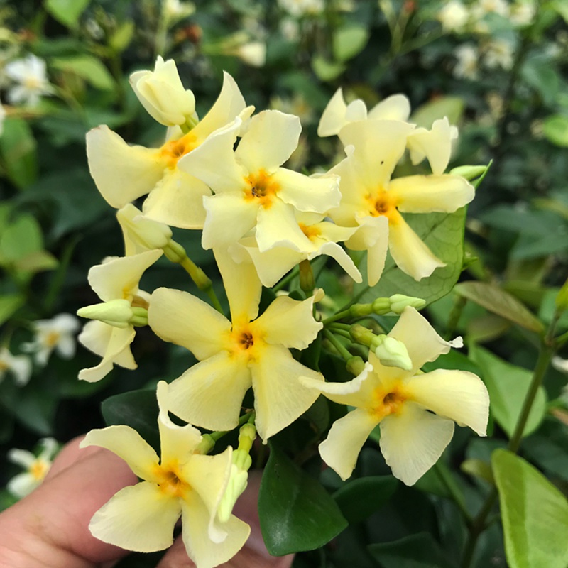 [黃色風車茉莉]黃色風車茉莉花期_批發(fā)價格