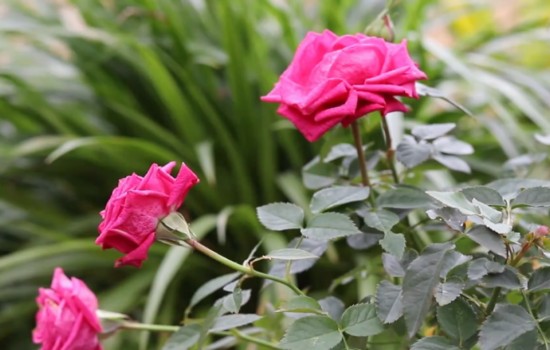 月季12月份能開花嗎？