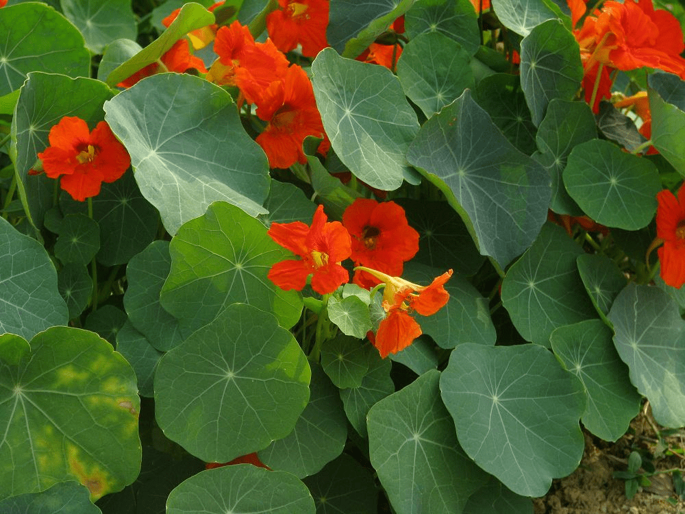 花園里既好看又好吃的一些植物