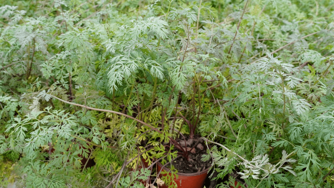 花園里既好看又好吃的一些植物