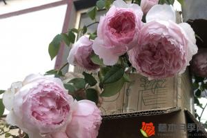 月季花施什么肥料最好