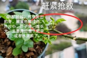 月季假活能維持多長時間