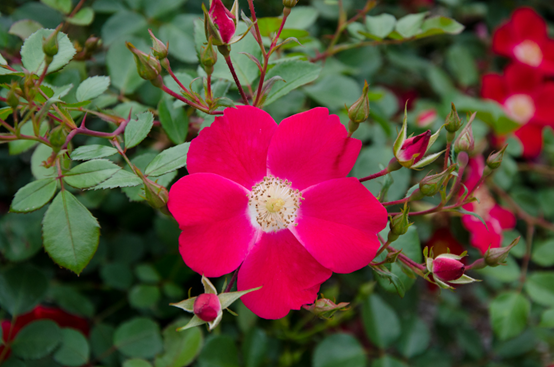 月季花型分類圖（玫瑰）標(biāo)準(zhǔn)綻放形式圖解 