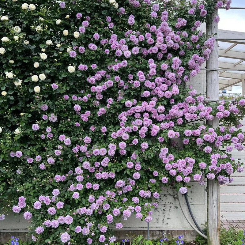 藍色陰雨一年開幾次花