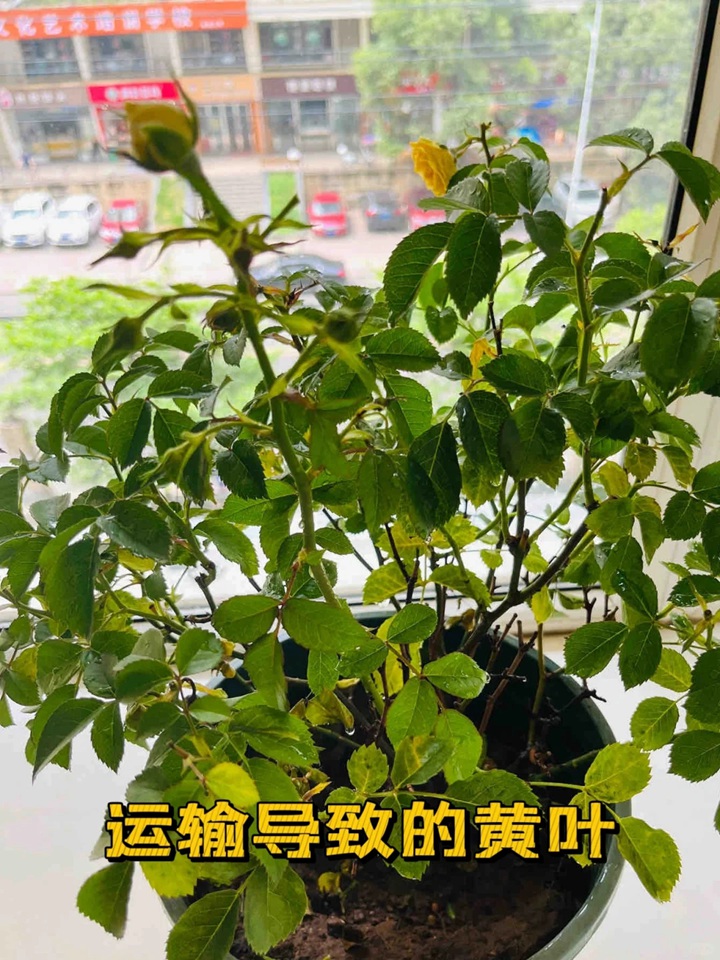 藍色陰雨月季葉子發(fā)黃怎么辦