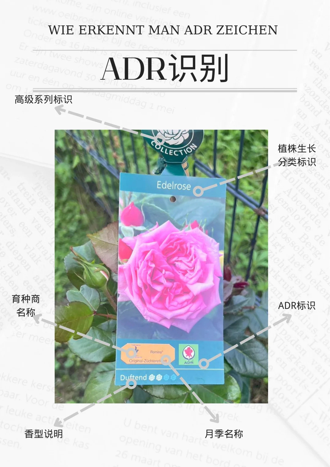 什么是ADR認證，ADR月季官網(wǎng)名單