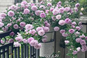 藍(lán)色陰雨的花色和香味是什么樣的