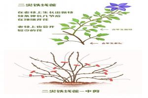 鐵線(xiàn)蓮一類(lèi)二類(lèi)三類(lèi)品種有什么區(qū)別？